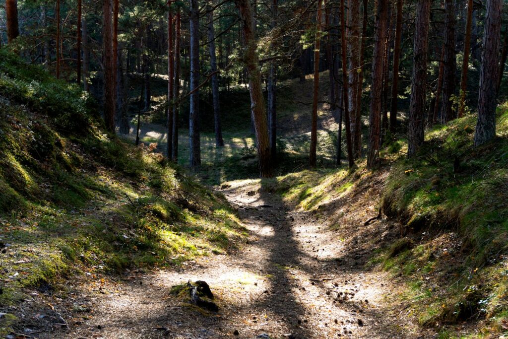 A forest path leads into a shady grove.