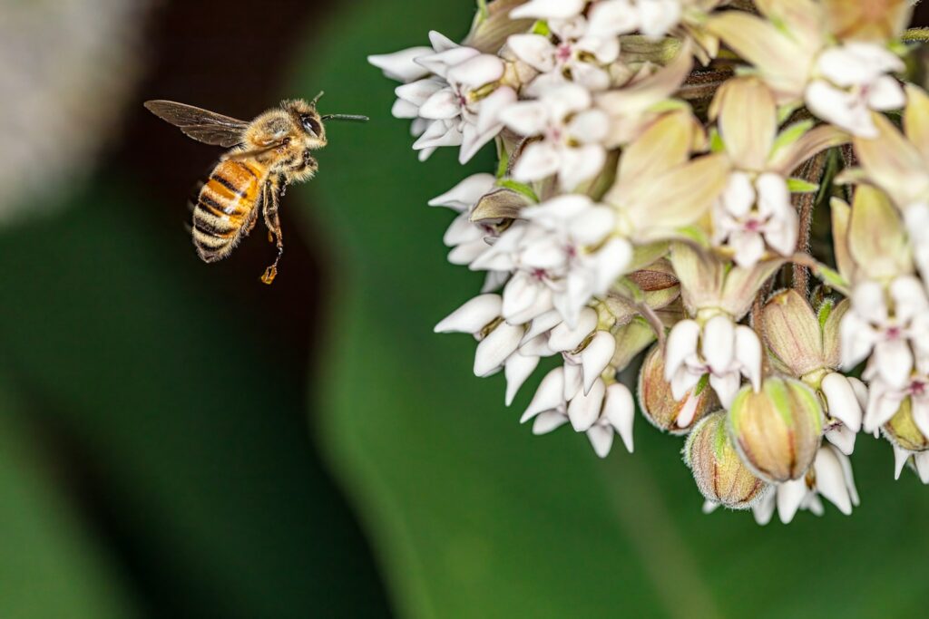 a close up of a bee on a flower