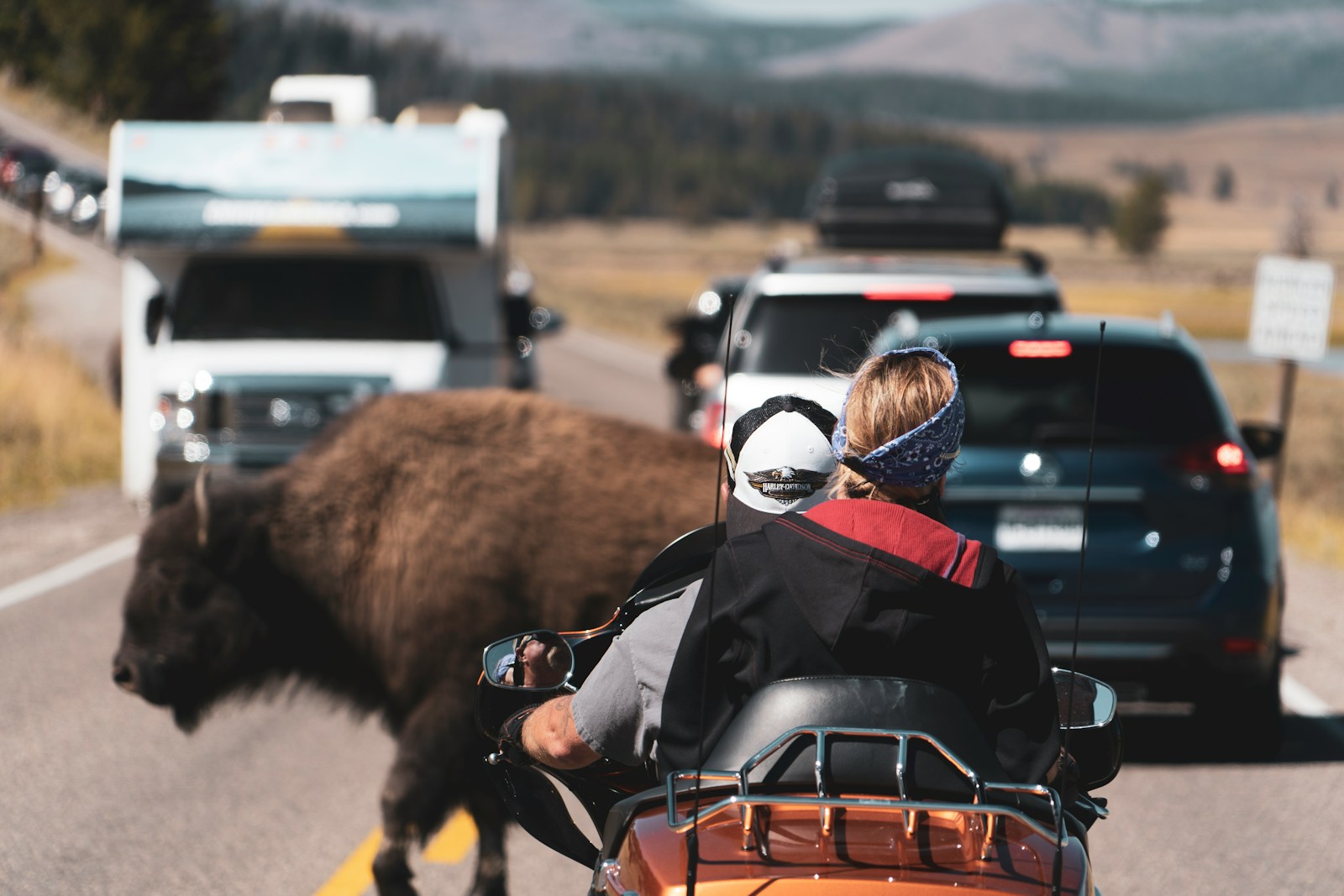 Brown bison on road.