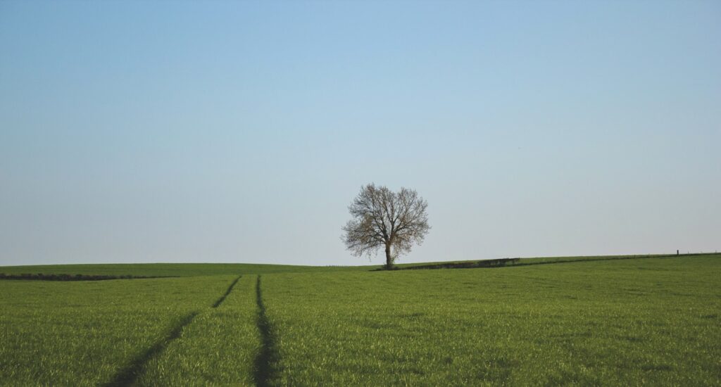 Green grass field under blue sky.