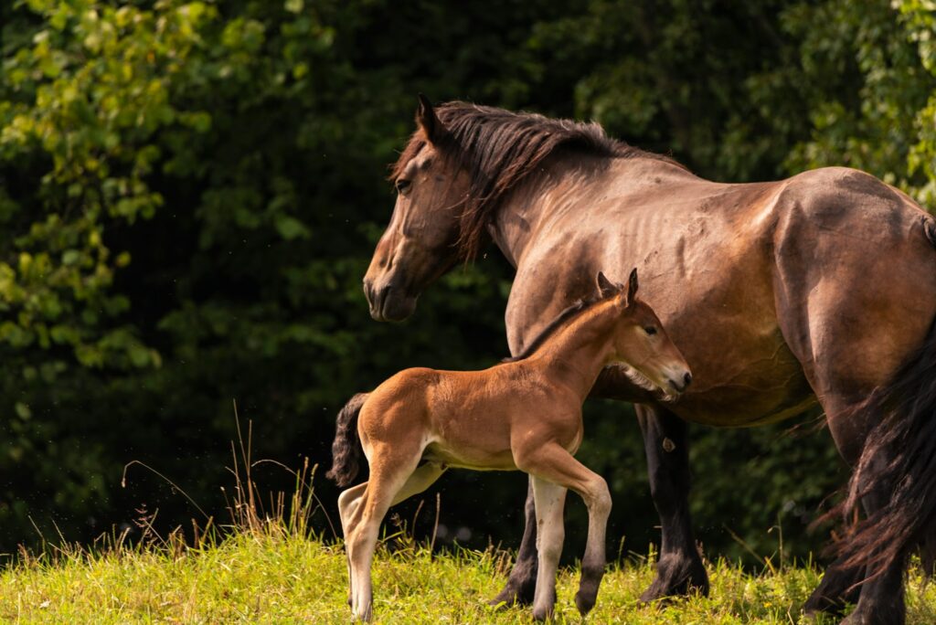 Two horse in a field during daytime.
