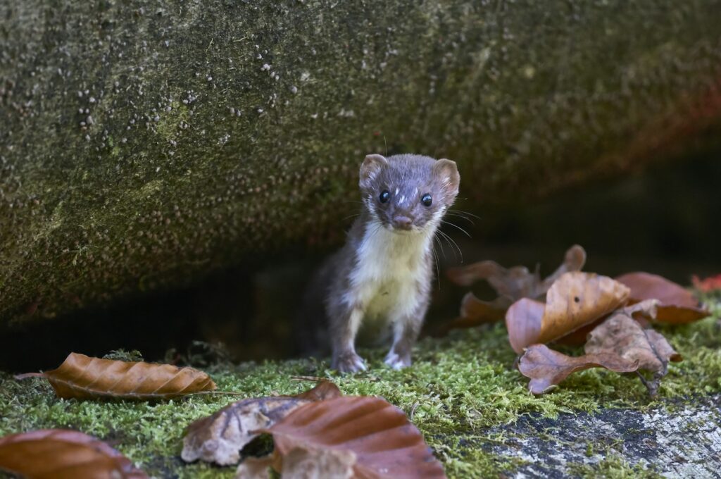 White and gray weasel.