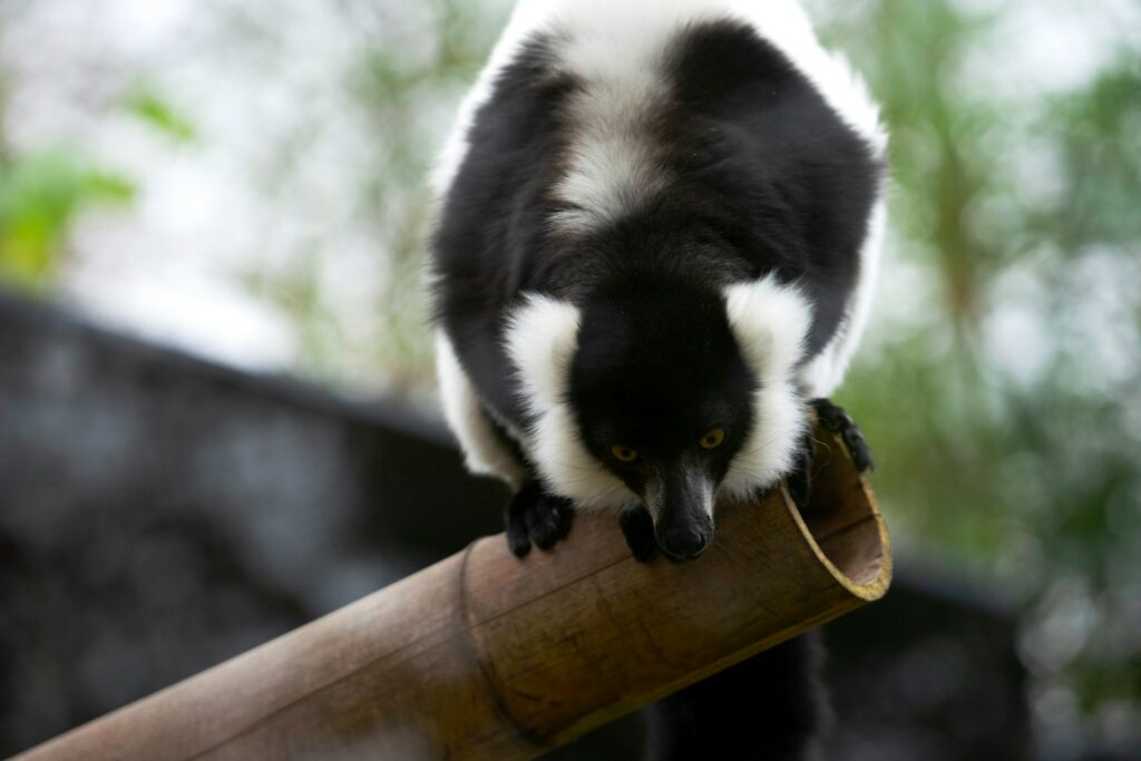 a black and white monkey sitting on top of a wooden stick
