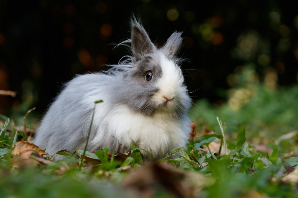 White and grey rabbit on ground.