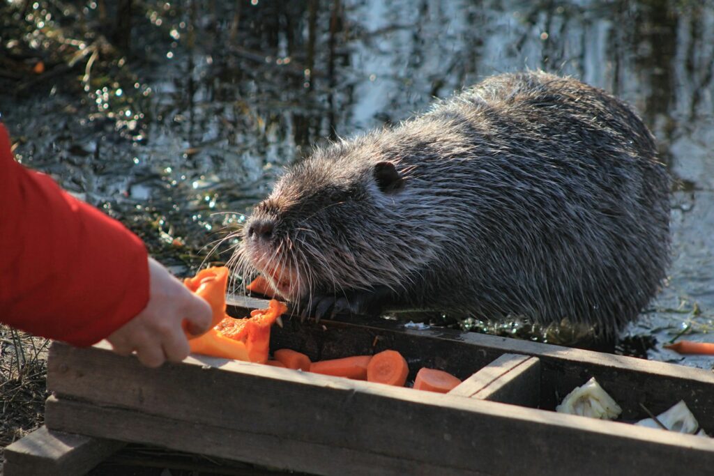 A person feeding a beaver some carrots