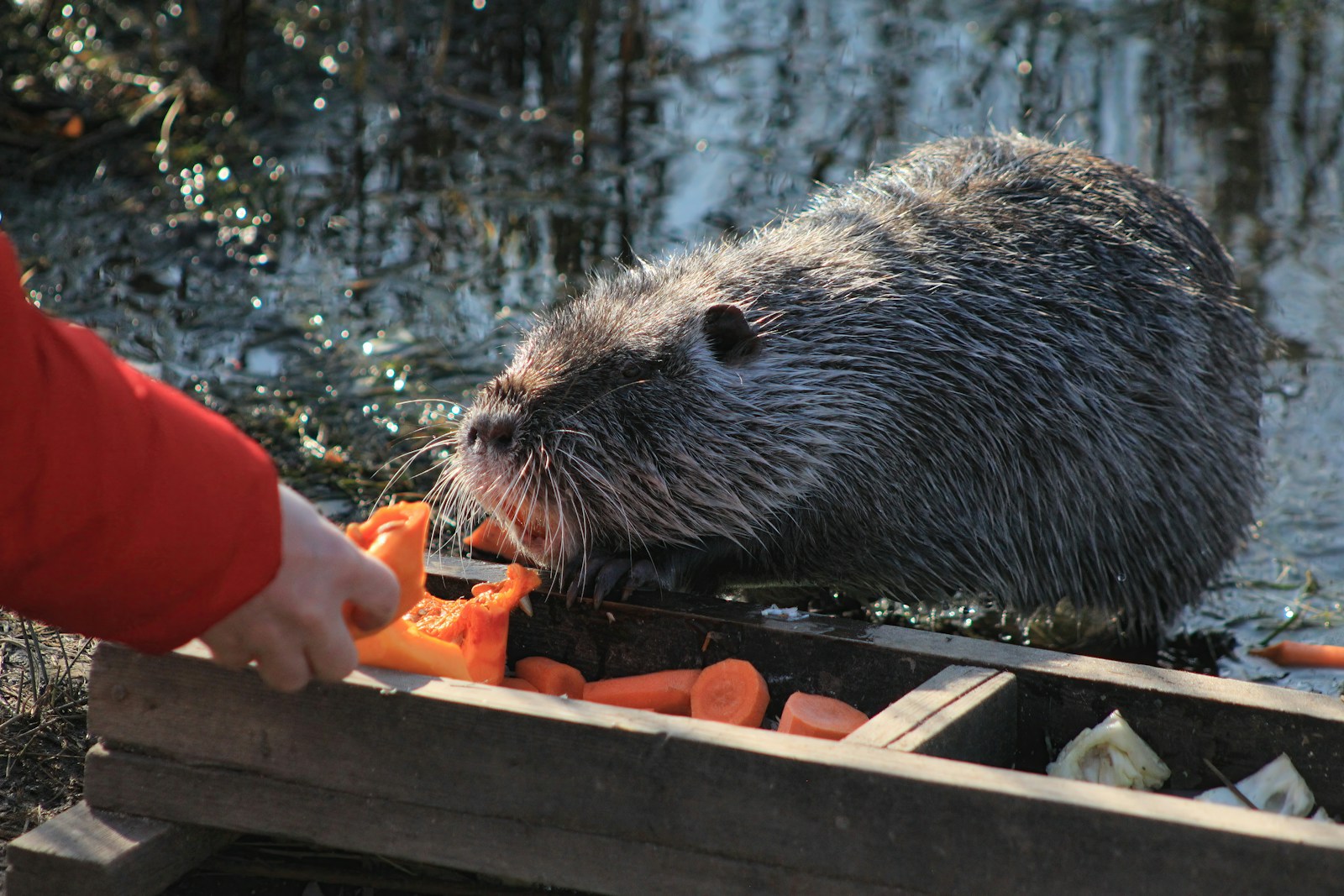 A person feeding a beaver some carrots