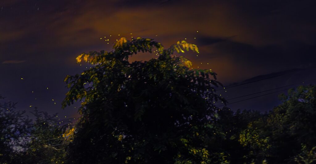 A night time view of the city lights and trees