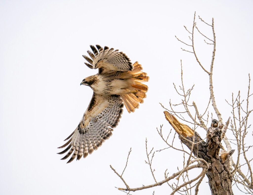 A bird flying next to a dead tree