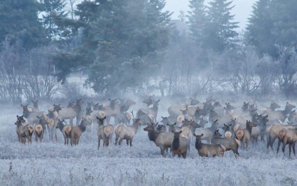 a herd of elk standing on top of a snow covered field