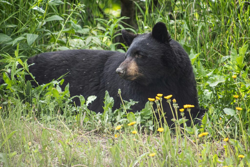 Black bear on green grass during daytime.
