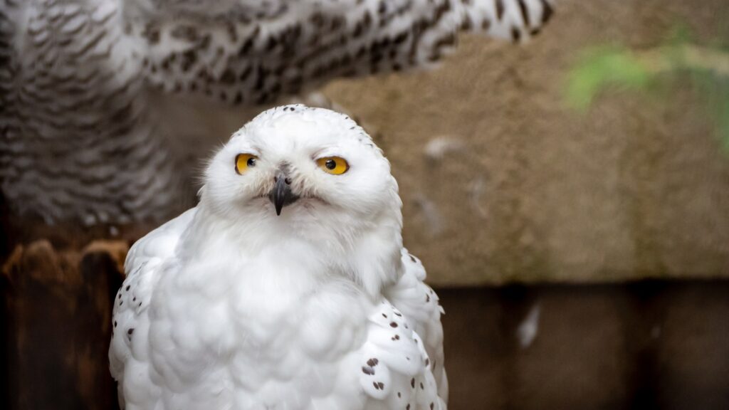 white and black owl in close up photography