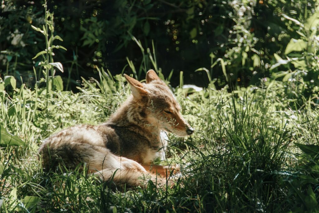 brown and black short coated dog lying on green grass during daytime.