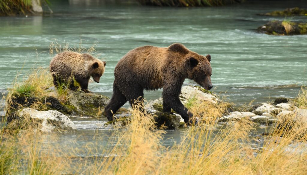 A couple of bears walking across a river.