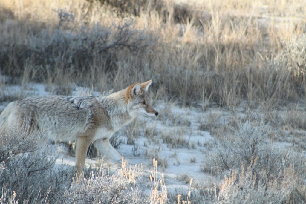 a lone wolf walking through a snowy field