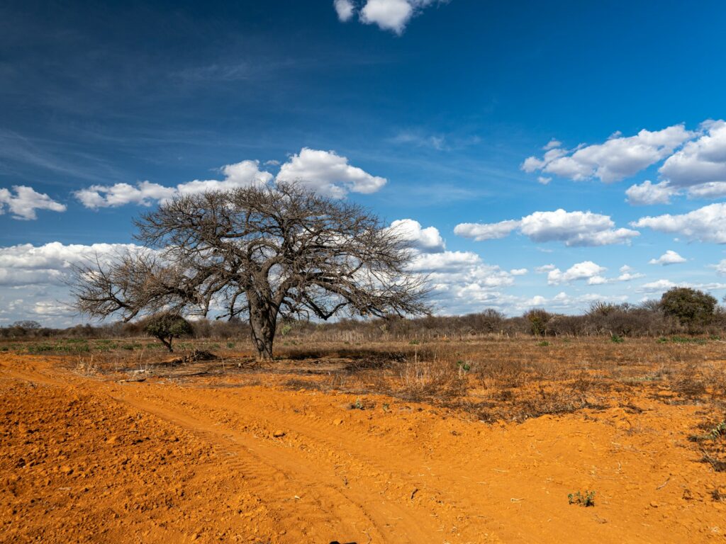 A dirt road with a tree in the distance