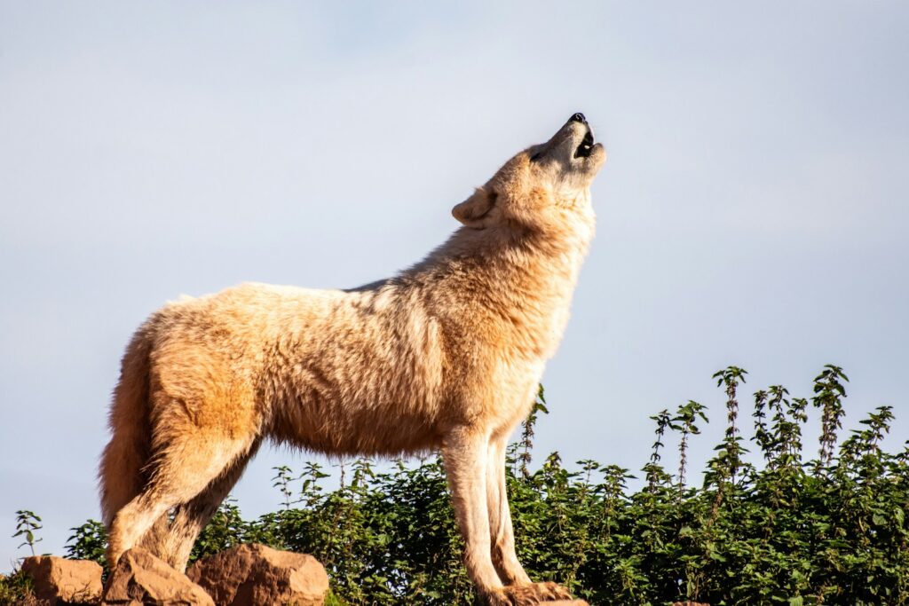 Brown wolf standing boulder during daytime.