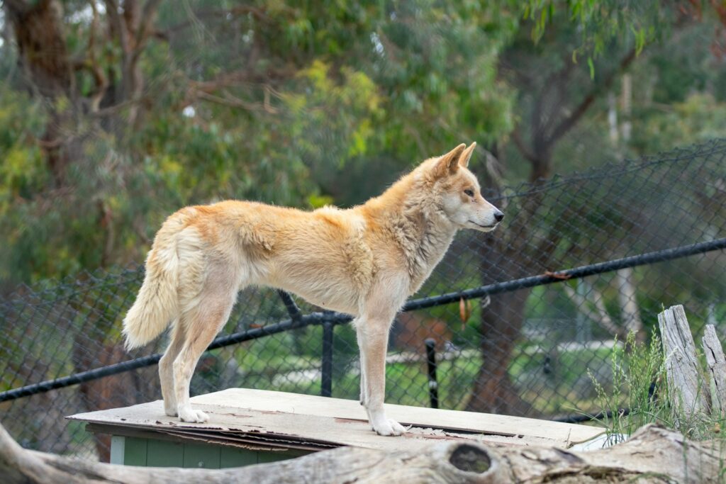 A dingo stands on a platform in the enclosure.