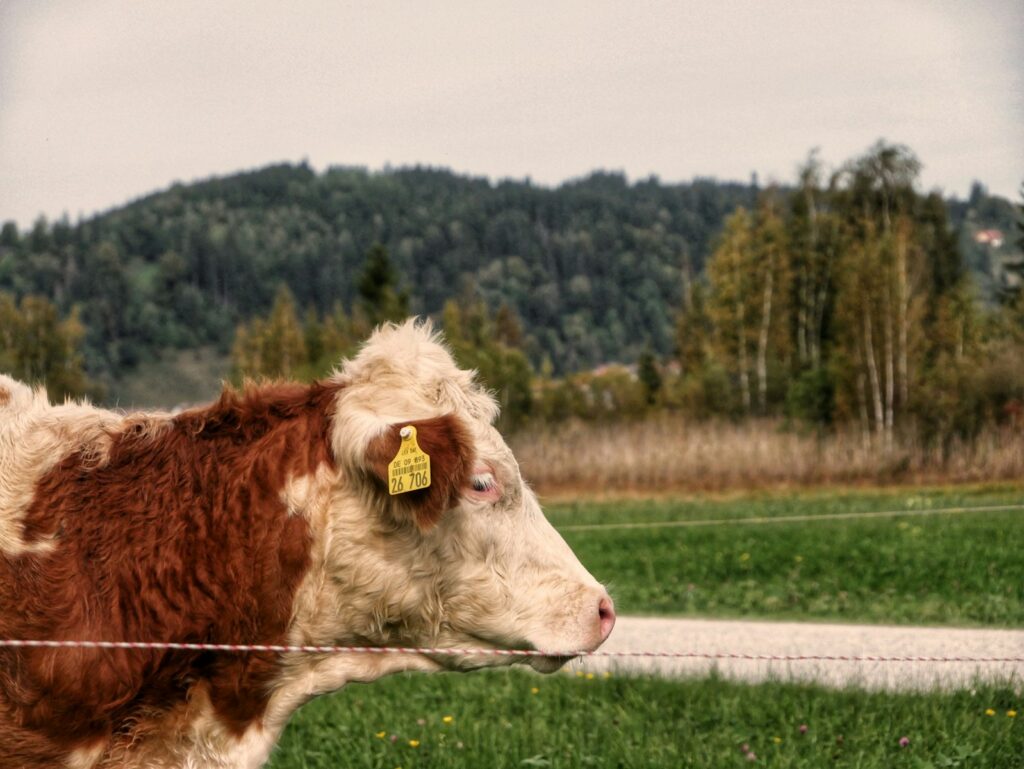 A brown and white cow standing on top of a lush green field