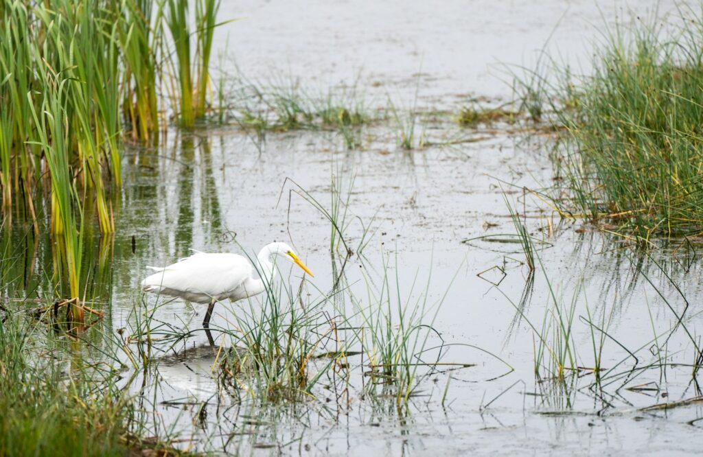 a white bird in a pond