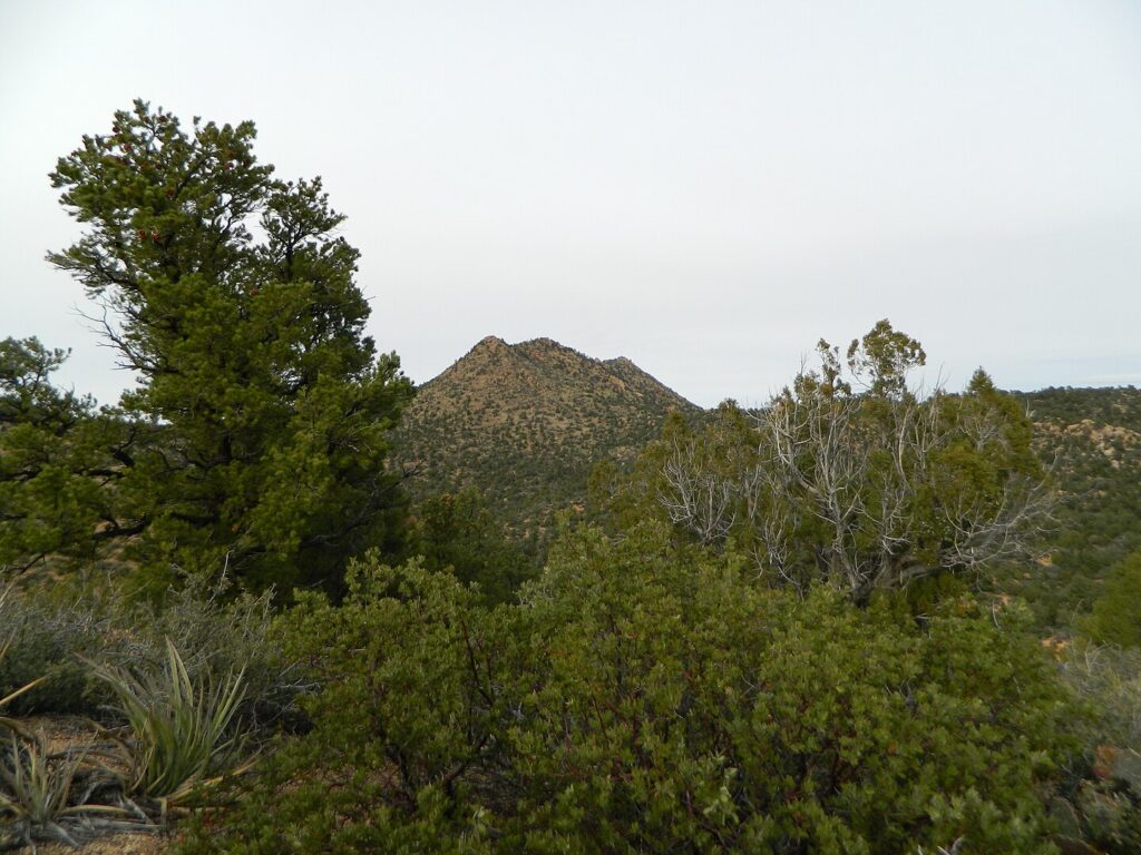 In Pinyon-Juniper Woodland, a prominent mountain stands tall, framed by a tree in the foreground.