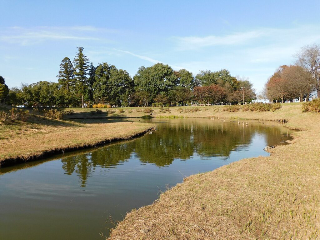 A peaceful pond surrounded by greenery, with a single tree standing in the center, illustrating the beauty of Satoyama landscapes.