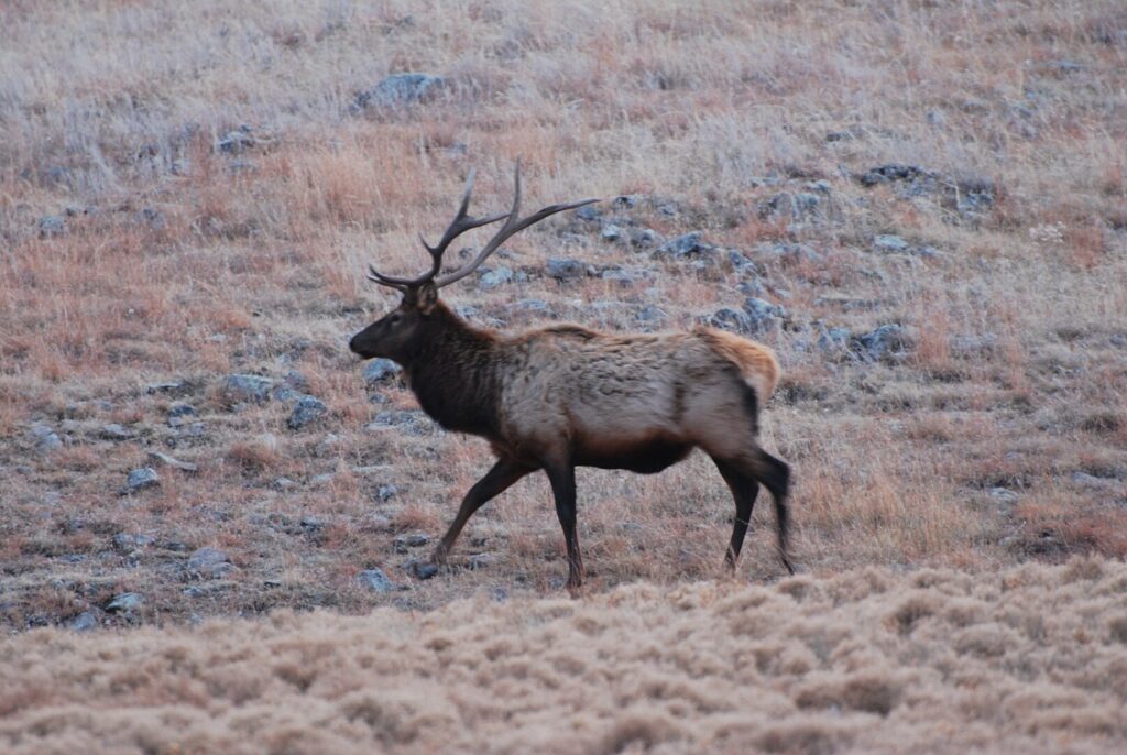 A bull elk walks along short prairie grasses.