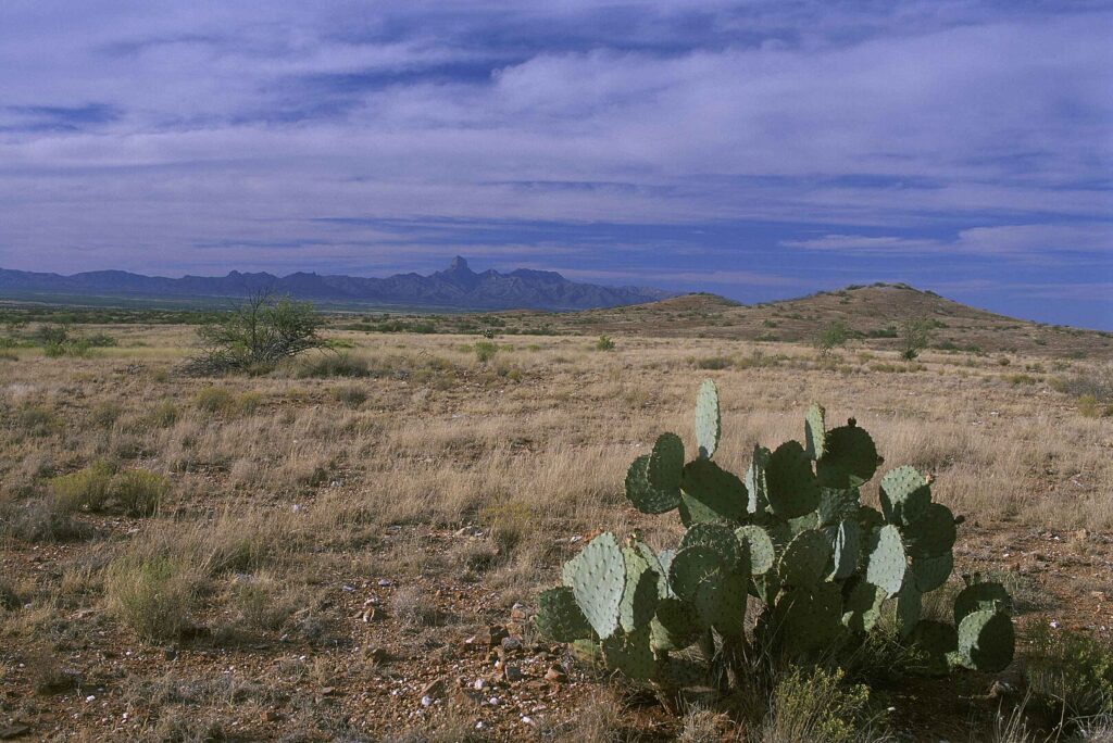 A solitary cactus stands in a dry field, with rugged mountains rising in the background at Buenos Aires National Wildlife Refuge.
