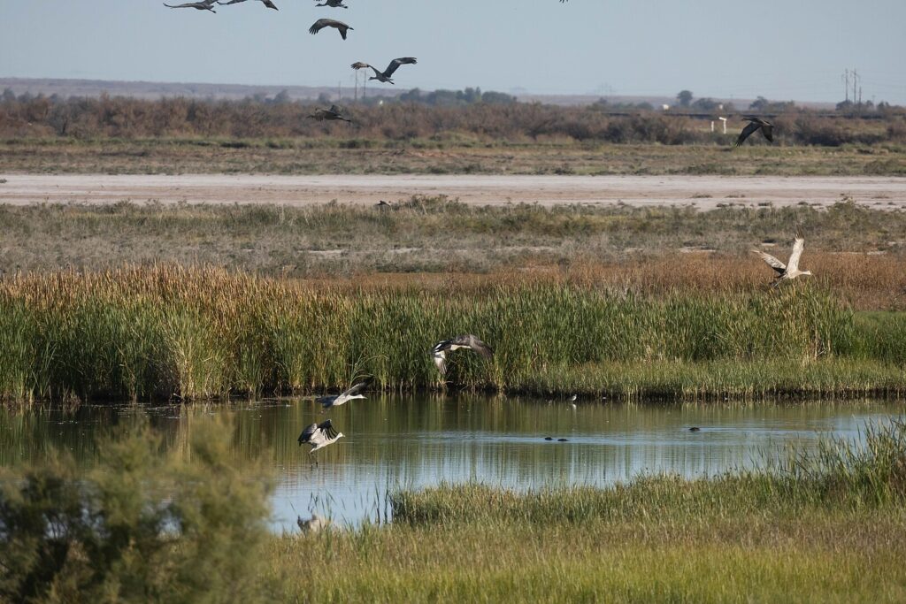 Birds fly in formation above the wetlands of Bitter Lake National Wildlife Refuge, showcasing the area's natural beauty.