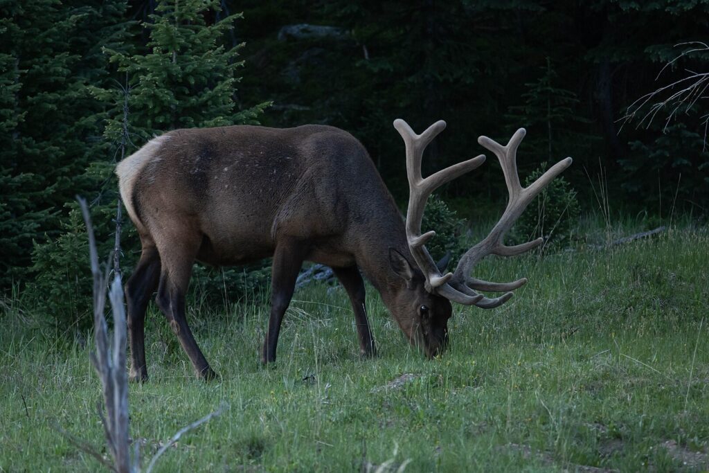 Elf at Rocky Mountain National Park.