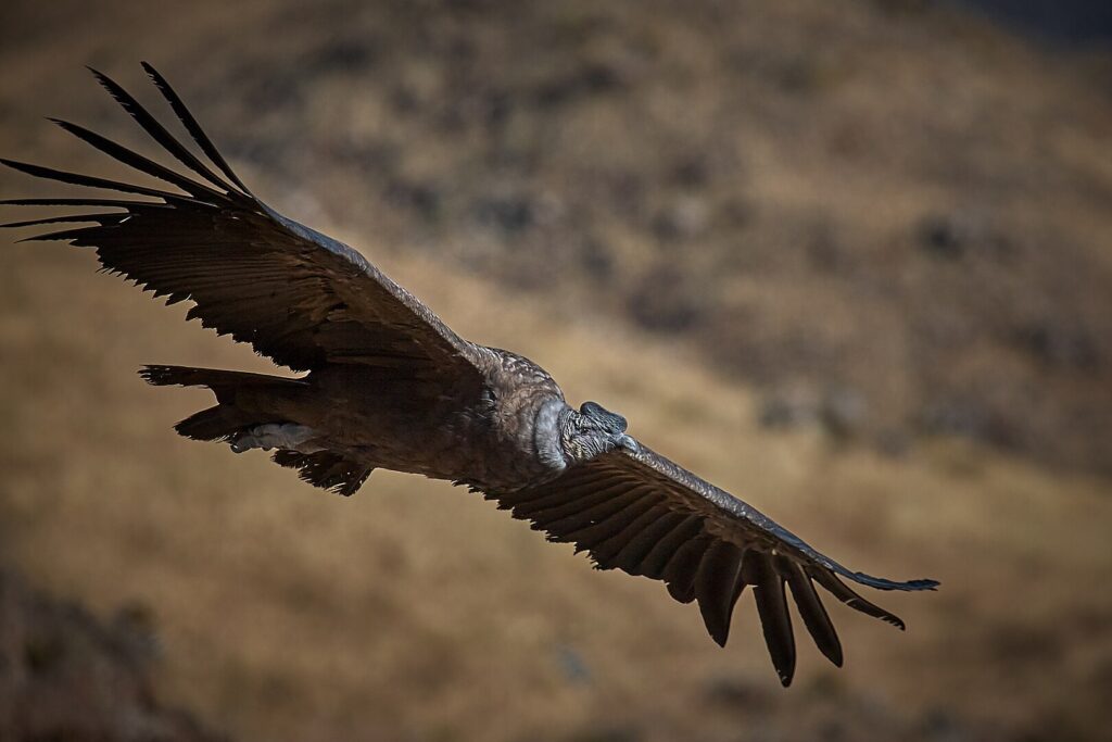 An Andean condor soars gracefully above a rugged mountain landscape, showcasing its impressive wingspan against the sky.