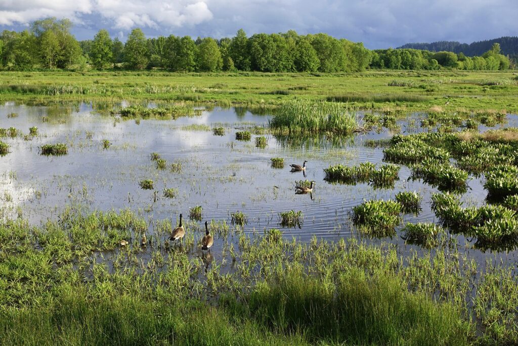 Serene large water body surrounded by lush greenery at Nisqually National Wildlife Refuge, Washington.