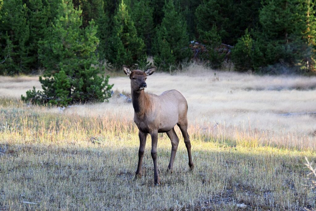 Elk Rutting at West Thumb Geyser Basin Yellowstone National Park.