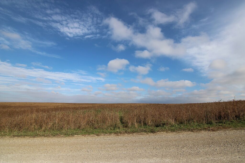 A tranquil dirt road with tall grass and a vast sky, capturing the essence of Neal Smith National Wildlife Refuge, Iowa.