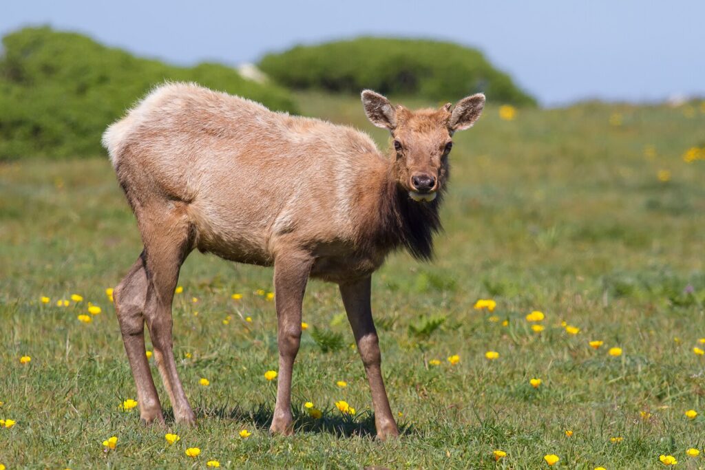 Juvenile male tule elk, Point Reyes National Seashore.