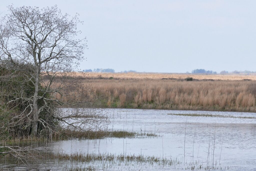 A solitary tree rises from the marsh at Attwater Prairie Chicken National Wildlife Refuge, surrounded by water and grasses.