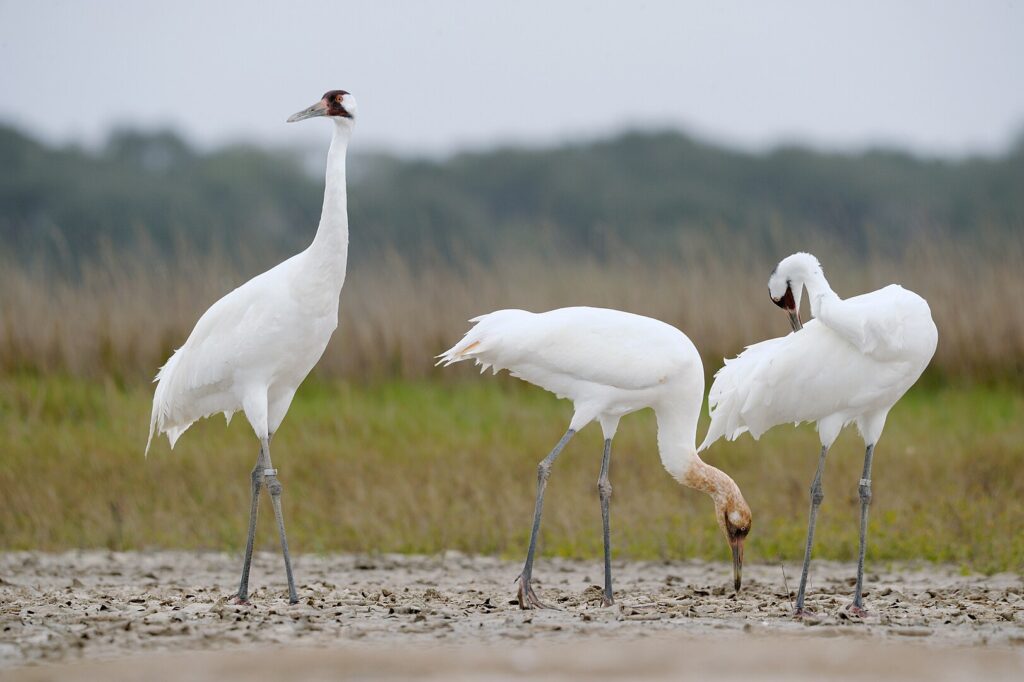 In Aransas National Wildlife Refuge, Texas, three white birds stand on a sandy field, blending with the serene landscape.