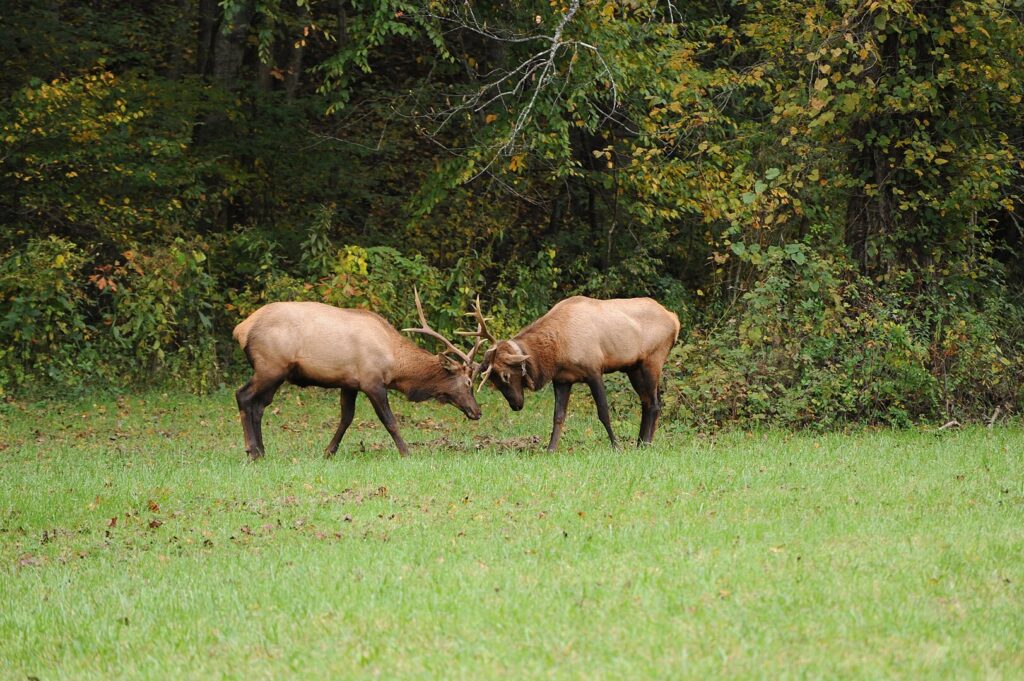 Great Smoky Mountain Elk near the Oconaluftee side of the Park.