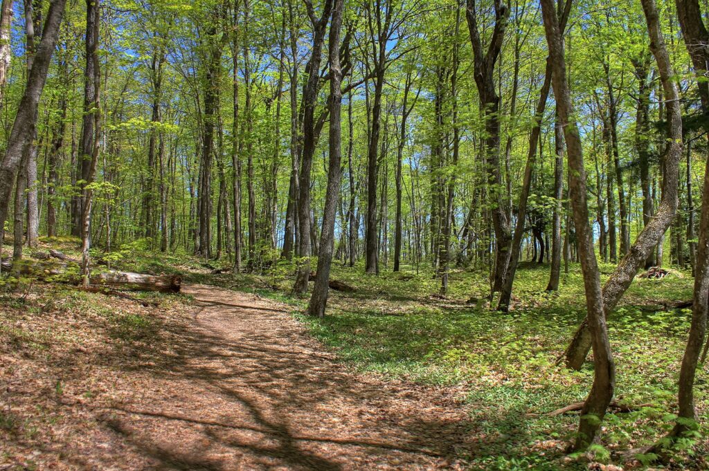 A peaceful wooded trail surrounded by vibrant trees and grass, showcasing the natural beauty of the Porcupine Mountains.
