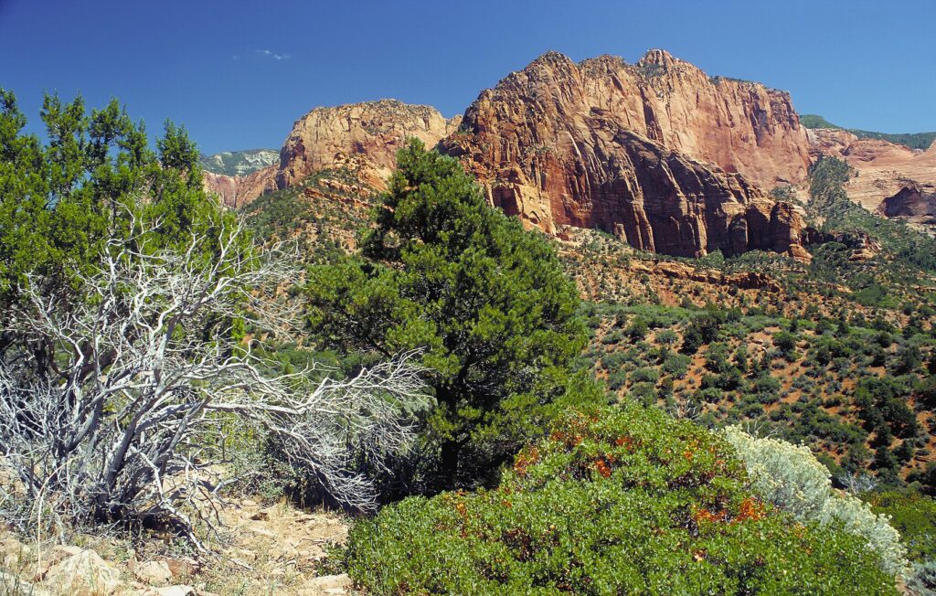 In Zion National Park, a striking mountain stands tall, framed by a lush tree in the foreground, highlighting the landscape's grandeur.