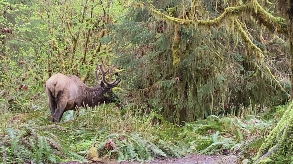 Grazing bull elk, Olympic National Park.