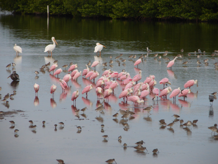 A flock of birds wades in the tranquil waters of Darling National Wildlife Refuge, surrounded by lush greenery.